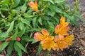Alstroemeria flowers (Peruvian lily, or lily of the Incas) in or